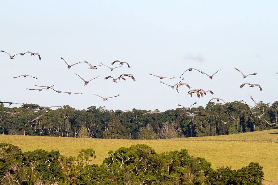 Sarus Crane (Grus antigone)